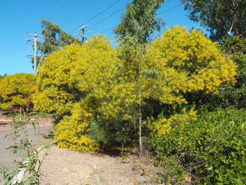 Townsville Wattle tree