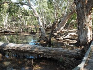 trees shade a lagoon on Magnetic Island