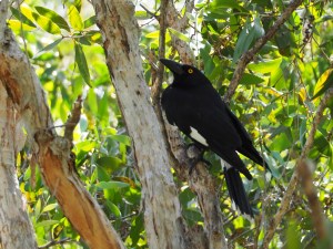 a bird - Pied Currawong