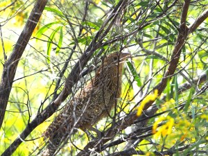 a bird - Pheasant Coucal