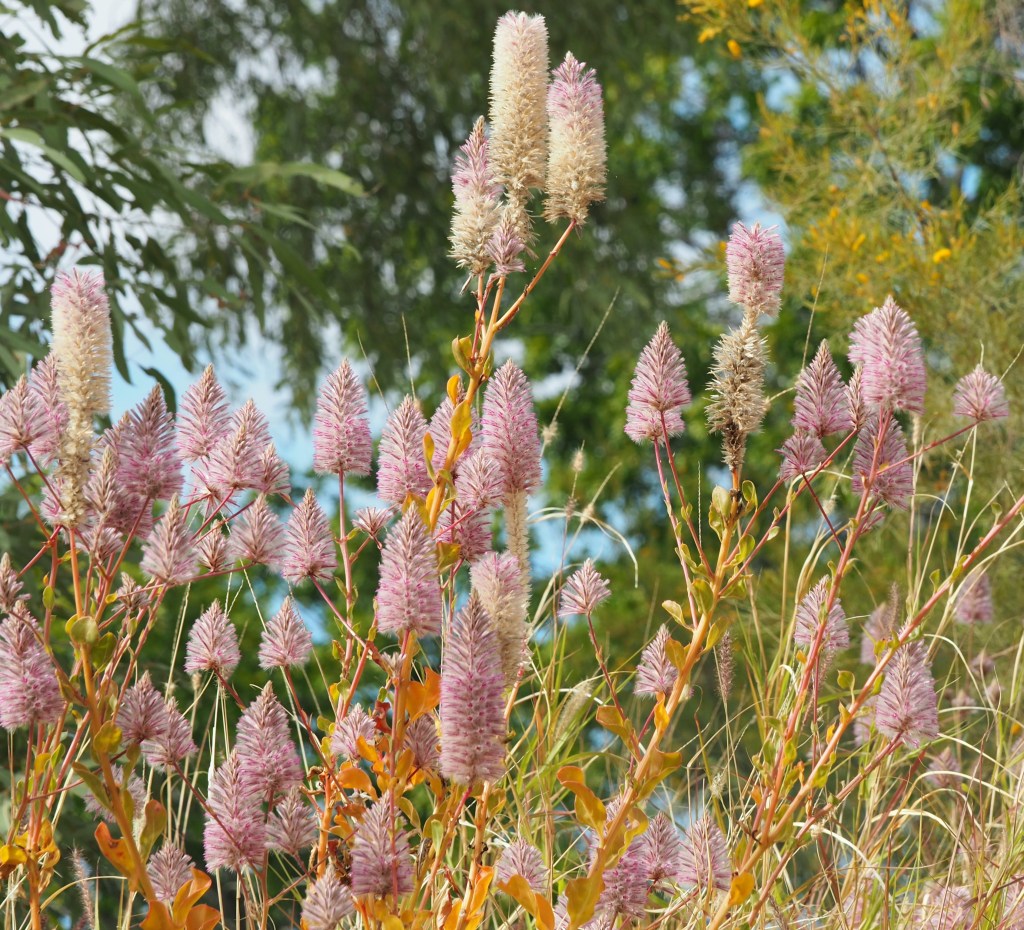 A pink and mauve-coloured flowering Australian native plant, with conical shaped blooms. 