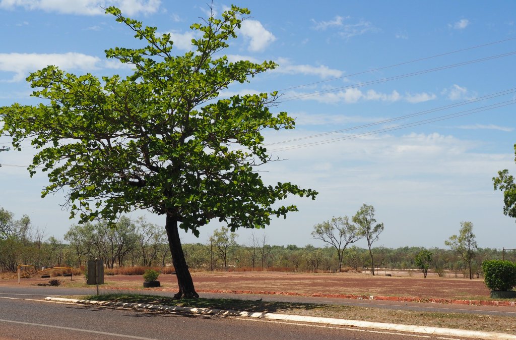 tree and landscape with blue sky and soft clouds