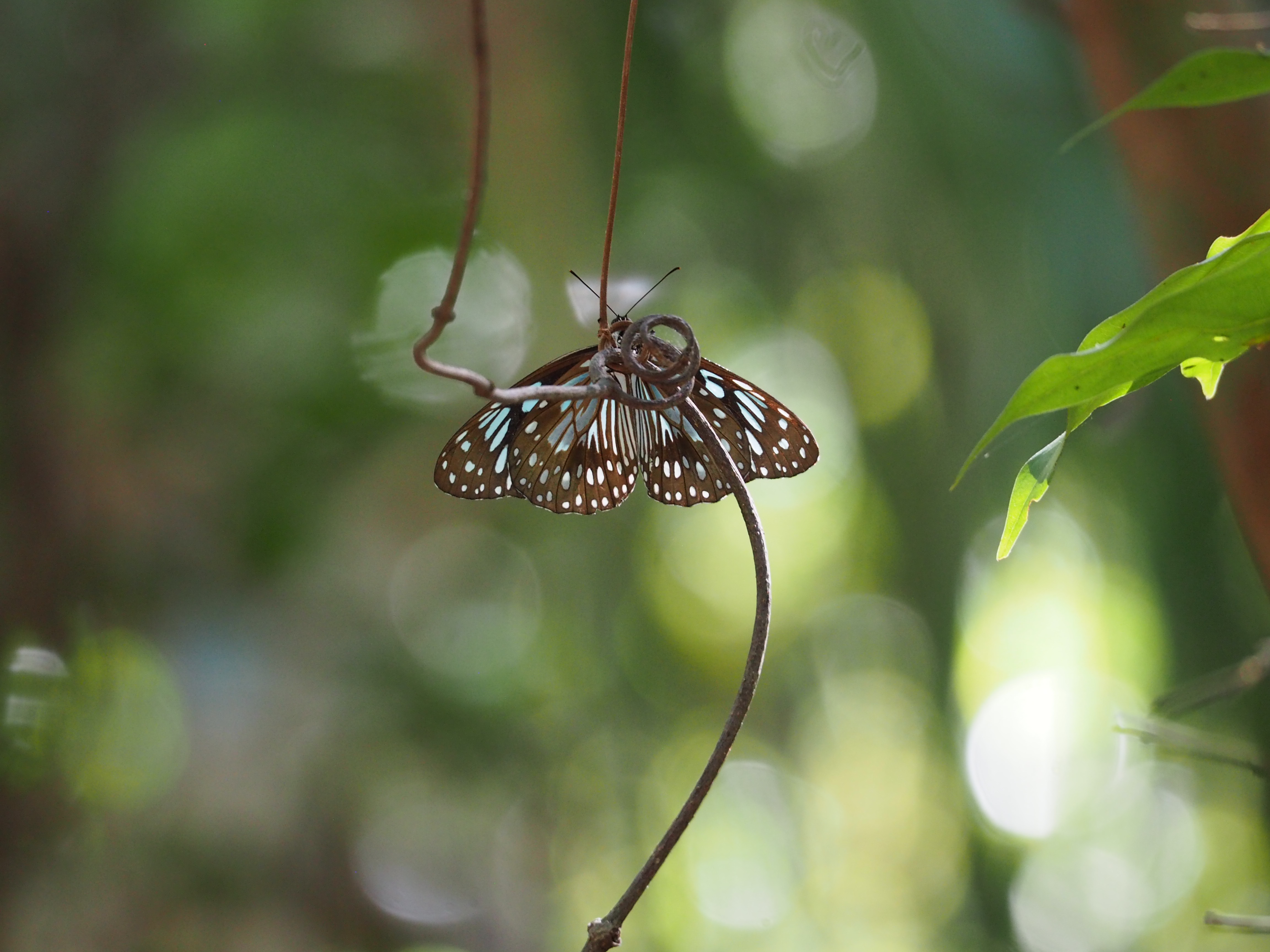 The Blue Tiger – Travels in the Sublime