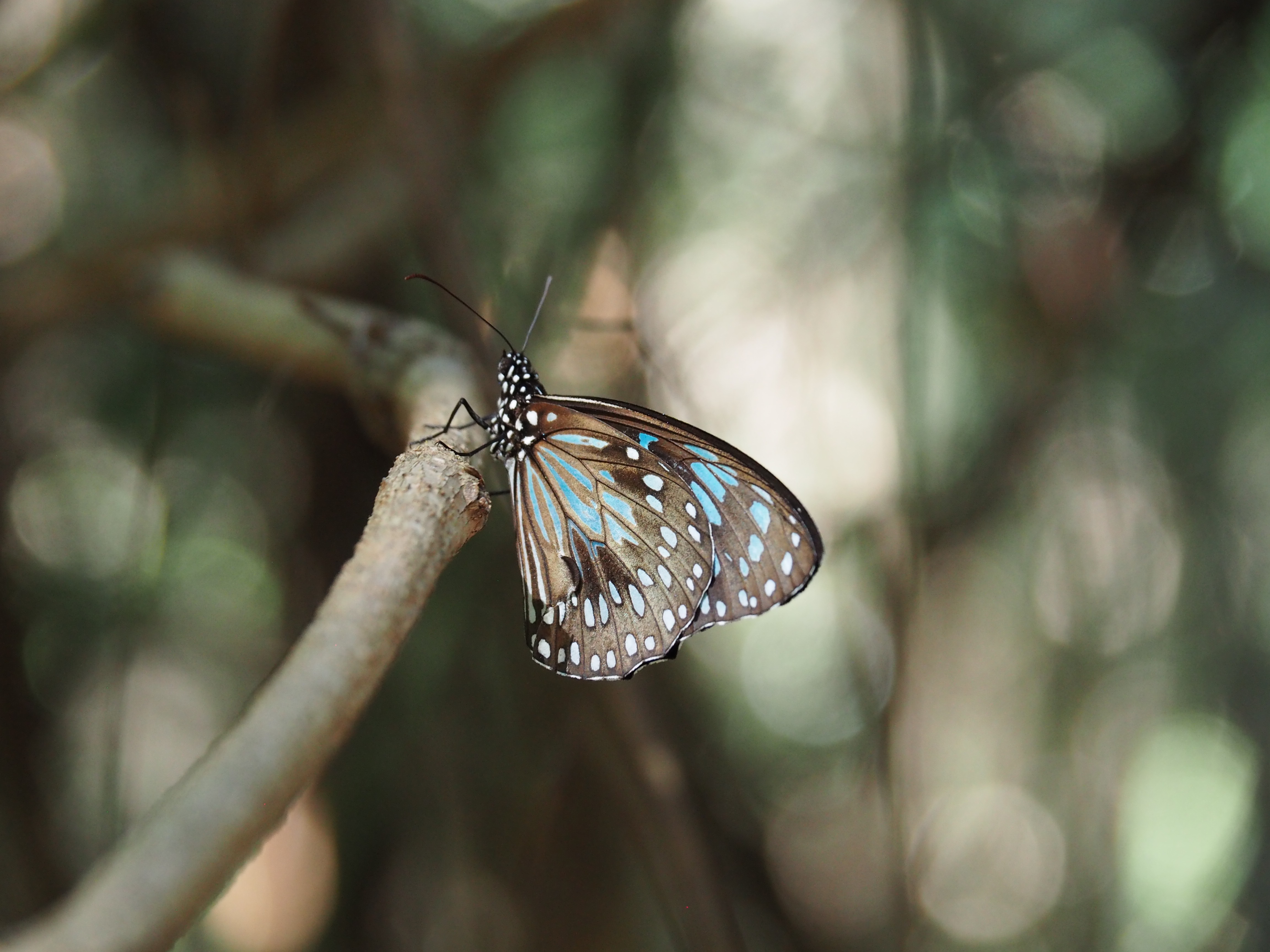 The Blue Tiger – Travels in the Sublime